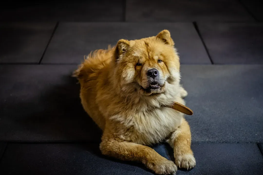 #5. Leo and the Afghan Hound: The Battle for the Spotlight (Image Credits: Unsplash)