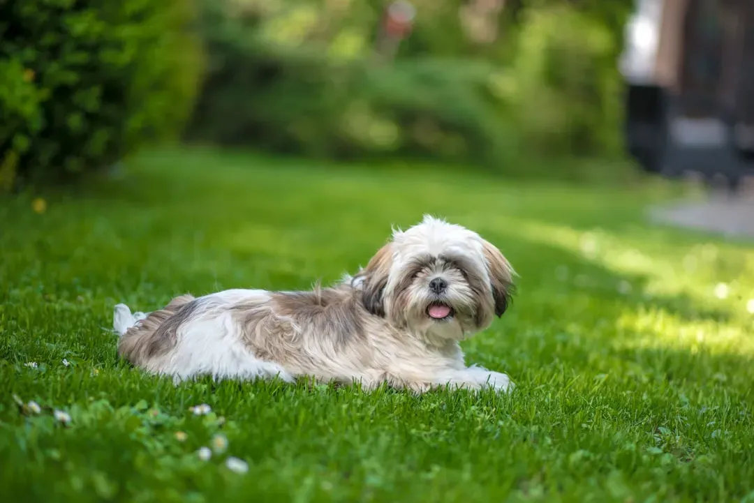 Aquarius: Why Extremely Dependent Shih Tzus Can Clash with Their Need for Space (Image Credits: Unsplash)