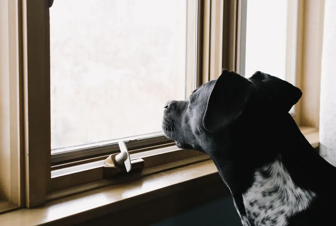 Why Dogs Are Drawn to Windows in the First Place (Image Credits: Unsplash)