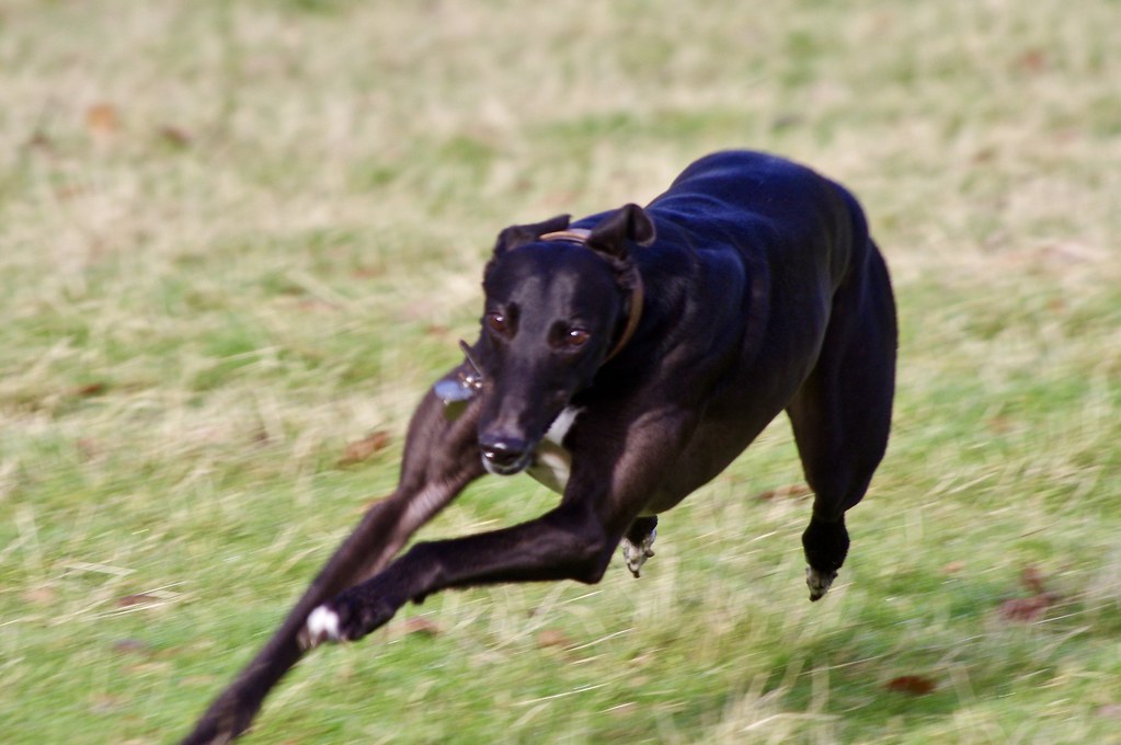Greyhound (Image Credits: Flickr)