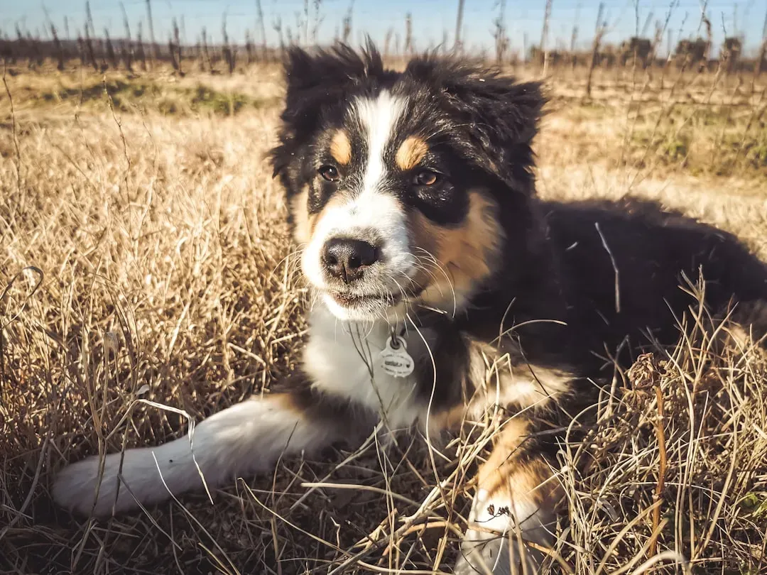 7. Australian Shepherd: The Intuitive Herder (Image Credits: Unsplash)