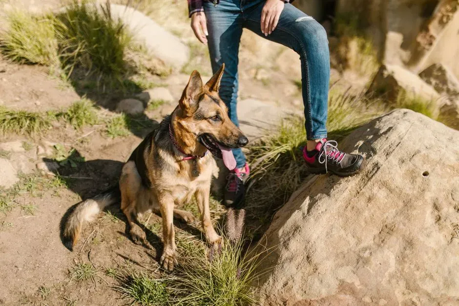 #10 Sagittarius: The Adventurer Who Keeps the German Shepherd Stimulated (Image Credits: Pexels)