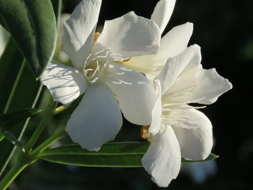 2. Oleander: Pretty, Popular, and Potentially Lethal (Chic Bee, Flickr, CC BY 2.0)