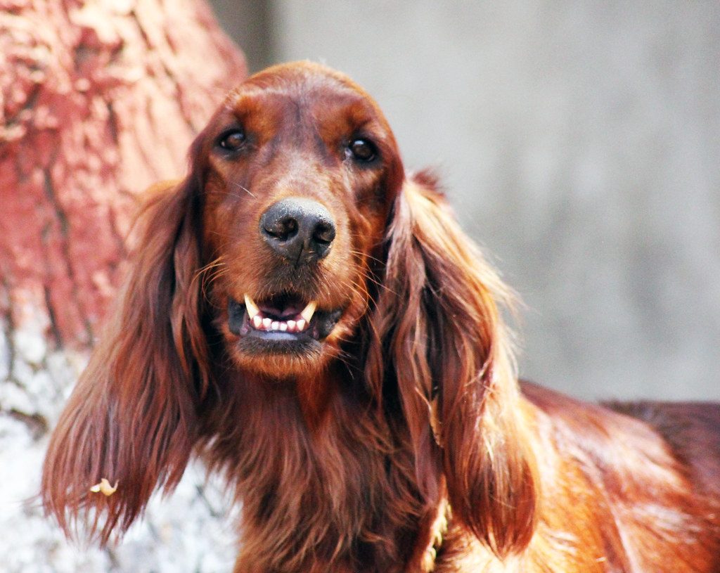 Cocker Spaniel: The Gentle Devotee (Image Credits: Flickr)