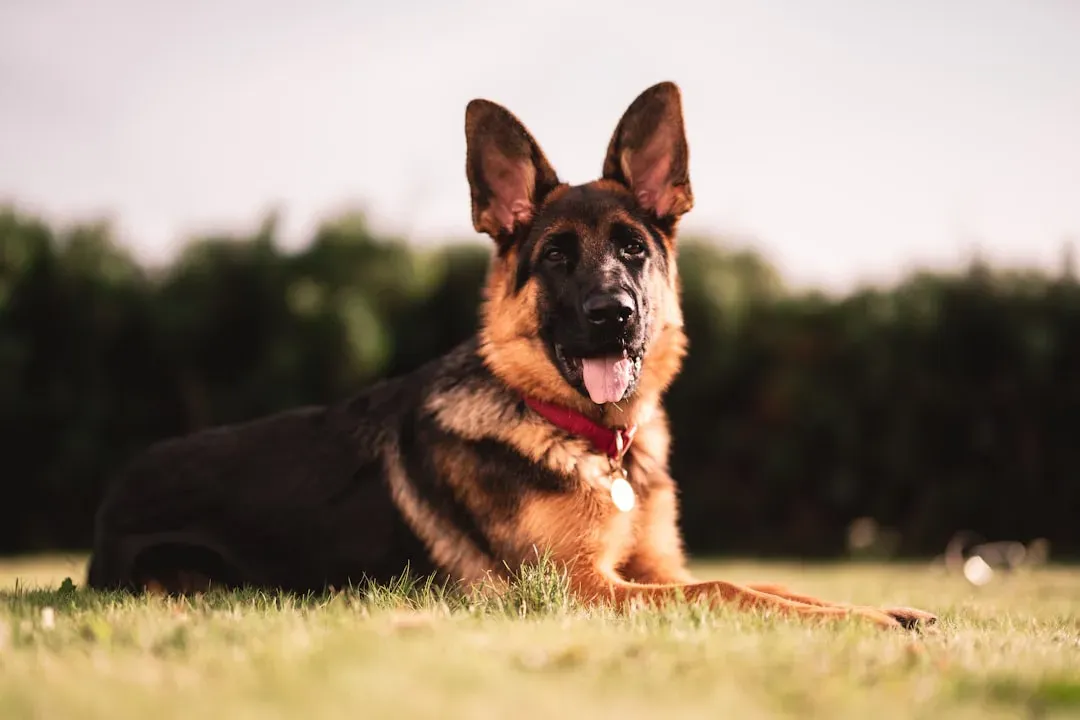 German Shepherd (Image Credits: Unsplash)