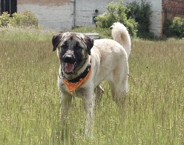 The Kangal and the Stars: A Final Thought (Image Credits: Wikimedia)