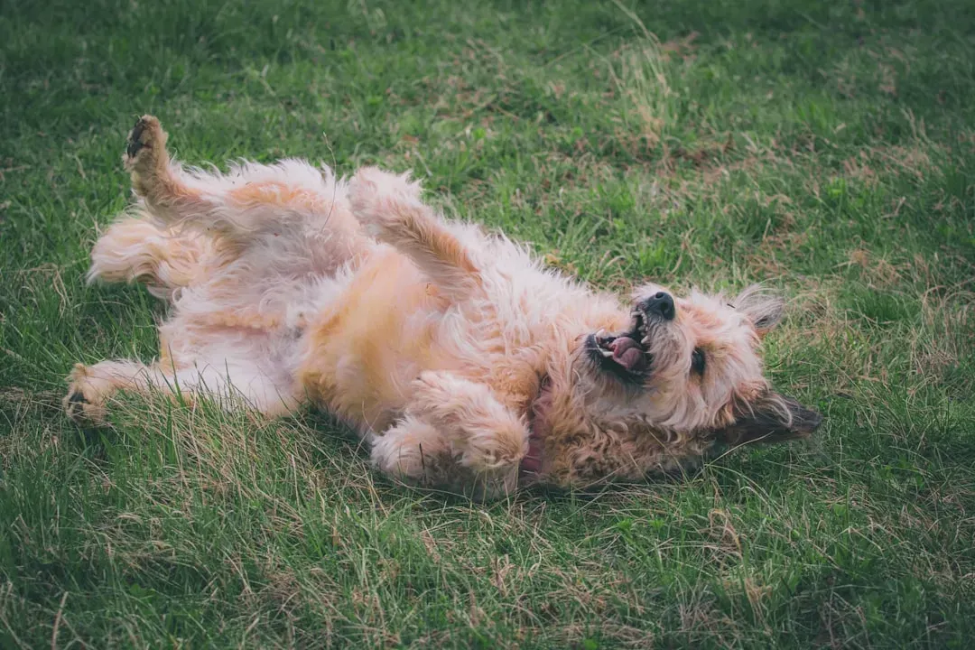 The Verdict on Adorable Doofuses (Image Credits: Unsplash)