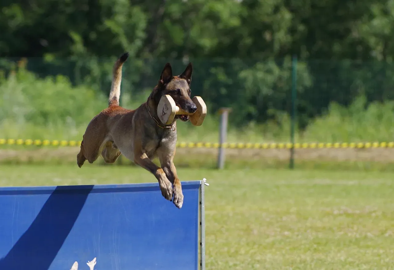 Conclusion: Admire the Malinois Honestly, Not Blindly (Image Credits: Pixabay)