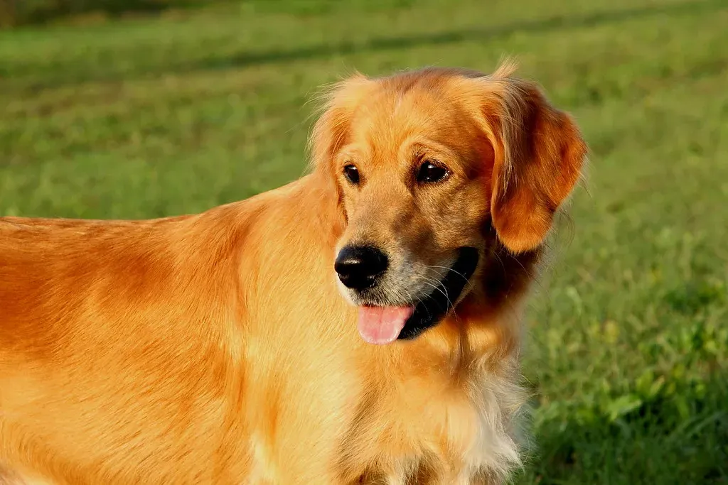 What It Really Takes to Care for a Golden in These States (Franco Vannini, Flickr, CC BY 2.0)