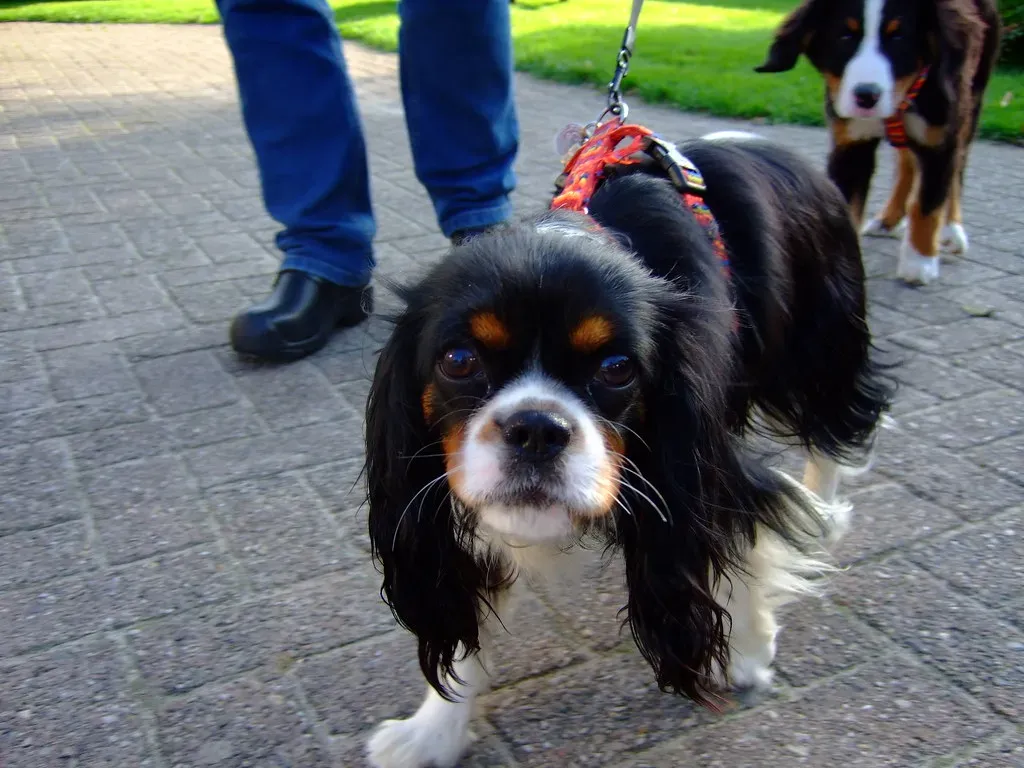 Why Dogs Experience Jealousy (Image Credits: Flickr)