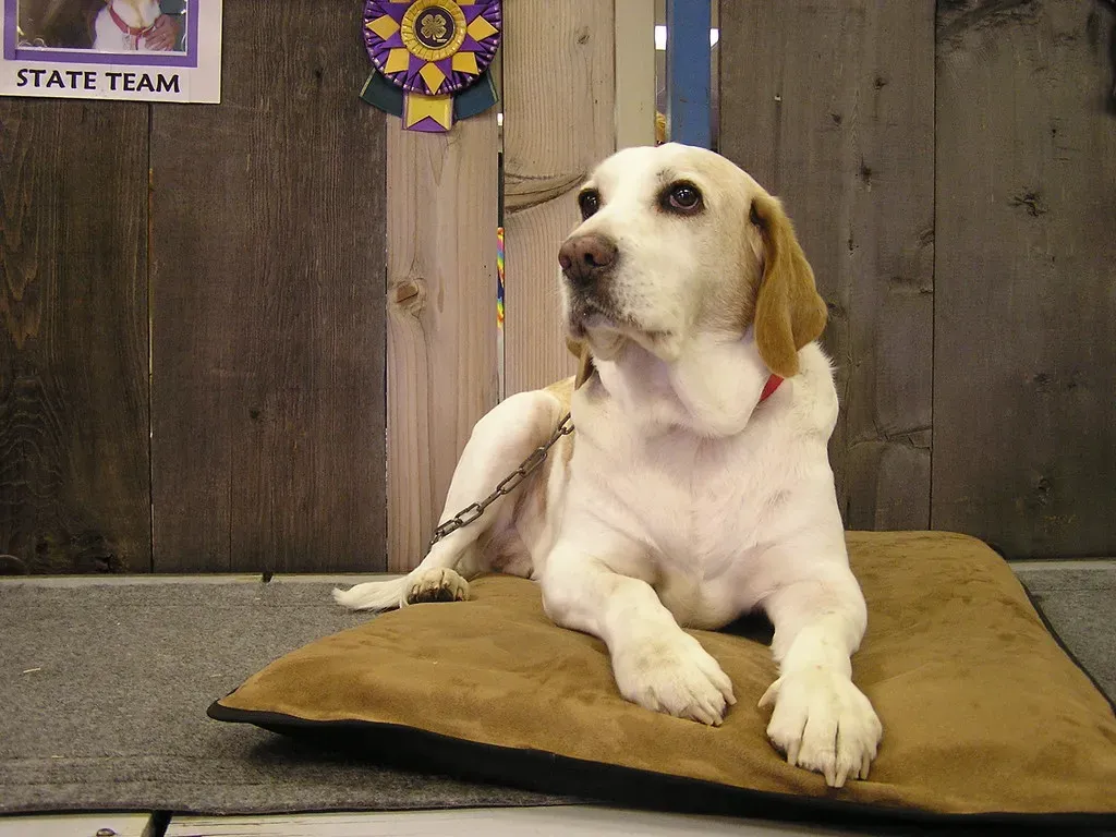 The Science of Canine Fairness: Dogs Really Do Notice Inequality (ozmafan, Flickr, CC BY 2.0)