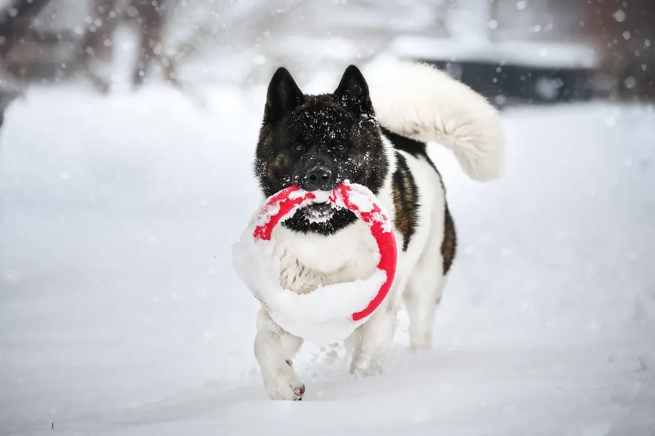 Akita: The Snow Country Dog (Image Credits: Pixabay)