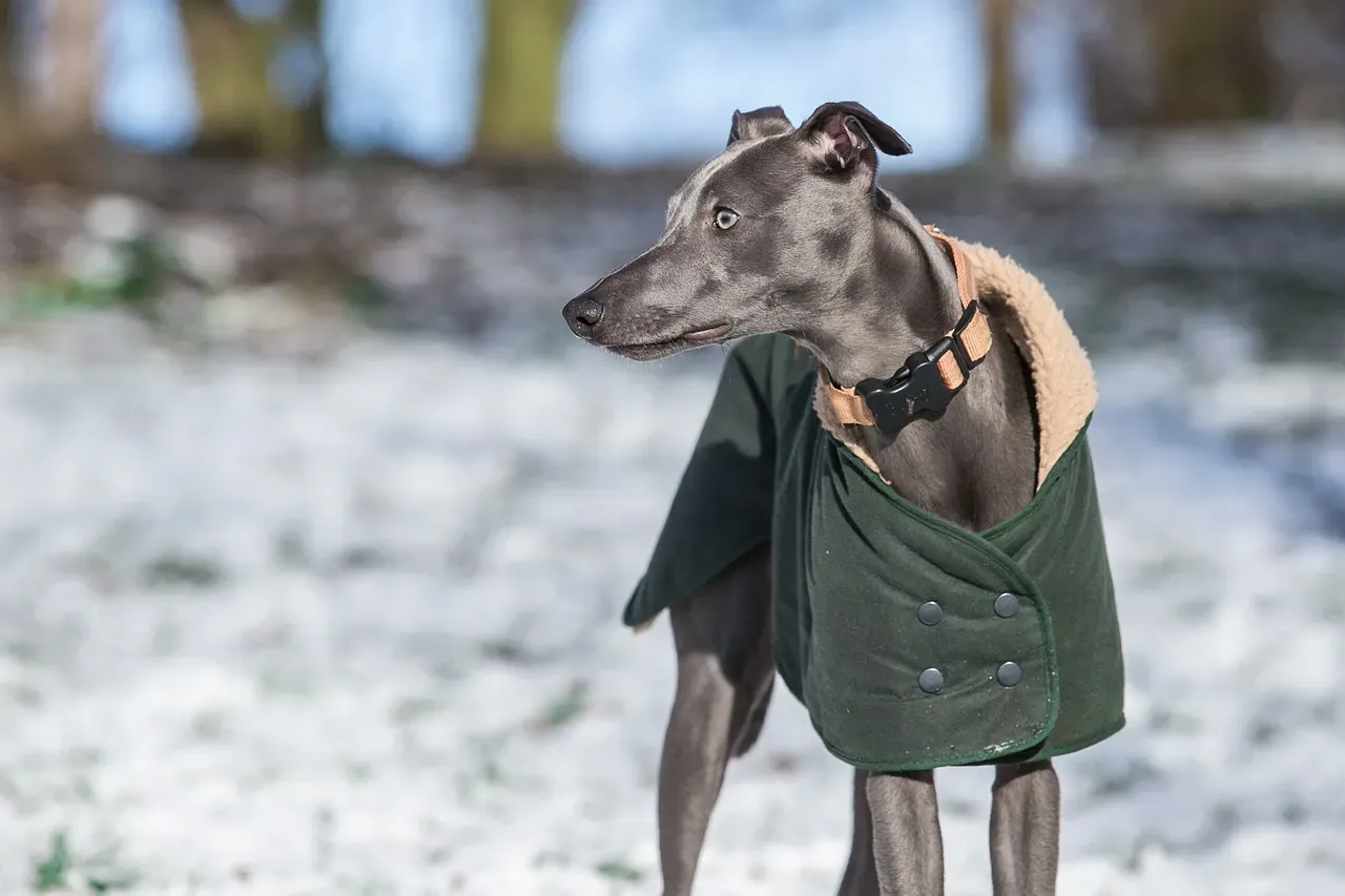 The Whippet: Graceful, Gentle, and Gloriously Quiet (Image Credits: Pixabay)