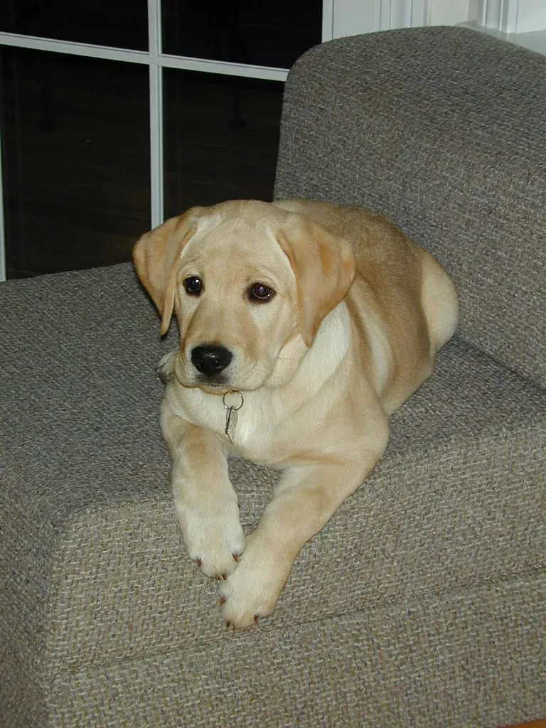 Labrador Retriever (Image Credits: Flickr)