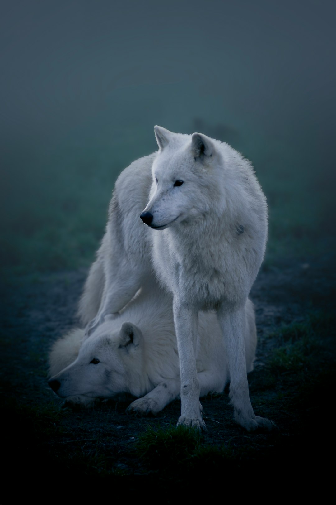 Cancer - The Mother Wolf (Image Credits: Unsplash)