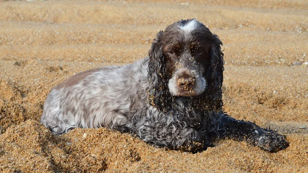 #6. American Water Spaniel - Wisconsin's Own Breed (Image Credits: Unsplash)