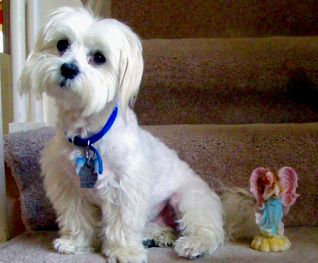 Emotional and Behavioral Changes in Dogs (Image Credits: Flickr)