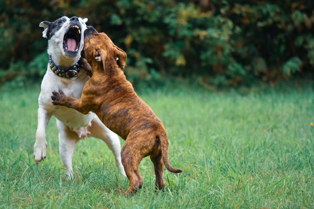 The Difference Between Reactivity and True Aggression (Image Credits: Unsplash)
