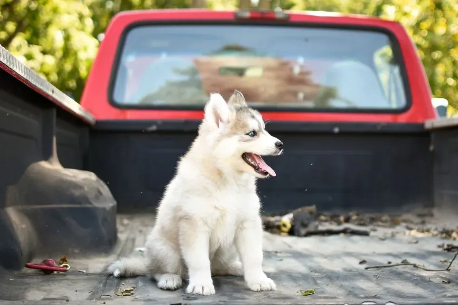 #2 - Riding Loose in the Back of Pickup Trucks (Image Credits: Pexels)
