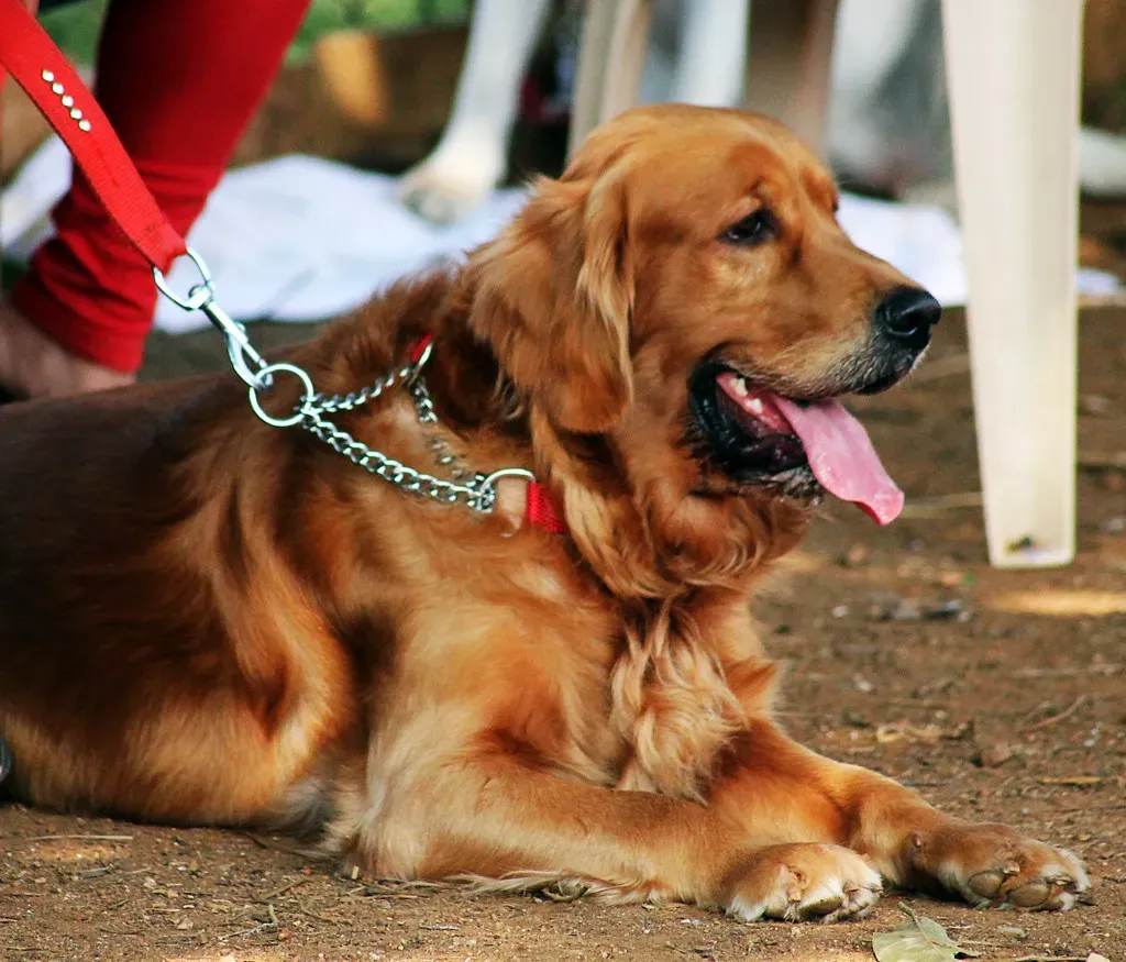 2. Golden Retriever: Sunshine With a Sit Command (localpups, Flickr, CC BY 2.0)
