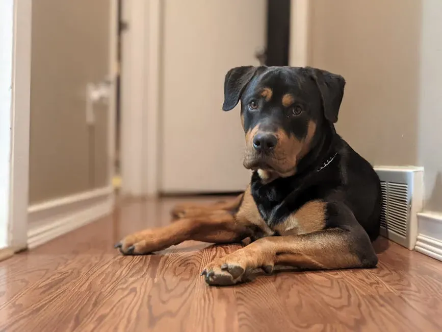 #13 Rottweiler (Image Credits: Pexels)