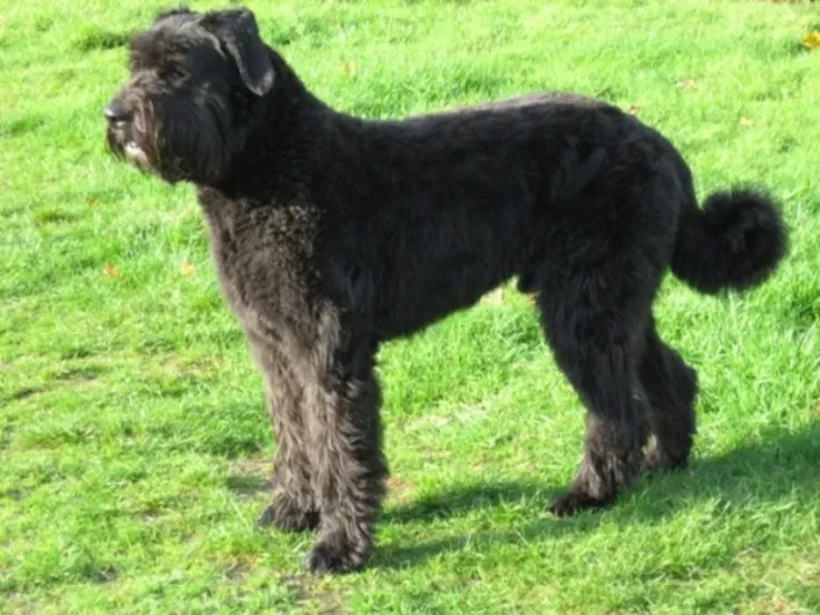 18. Bouvier des Flandres (By Basco at Dutch Wikipedia(Original text: annekedirven@tiscali.nl), CC BY-SA 3.0)