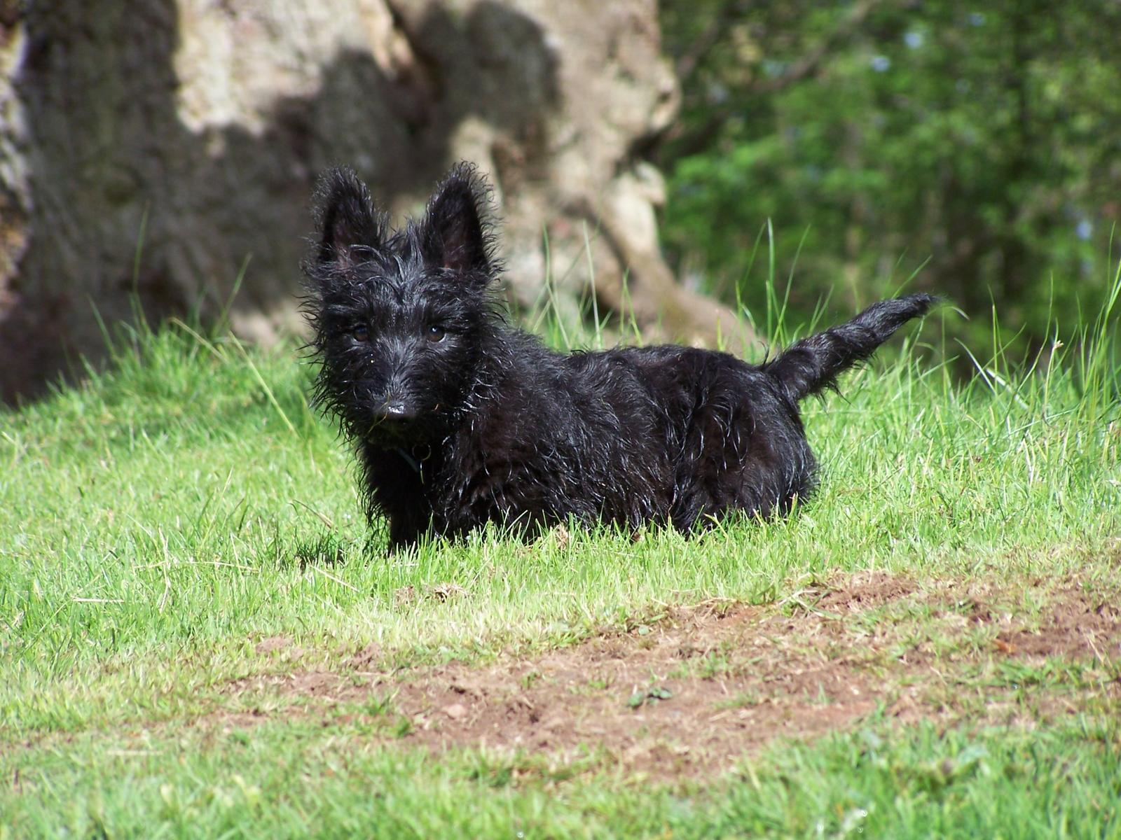 Scottish Terrier (Image Credits: Wikimedia)