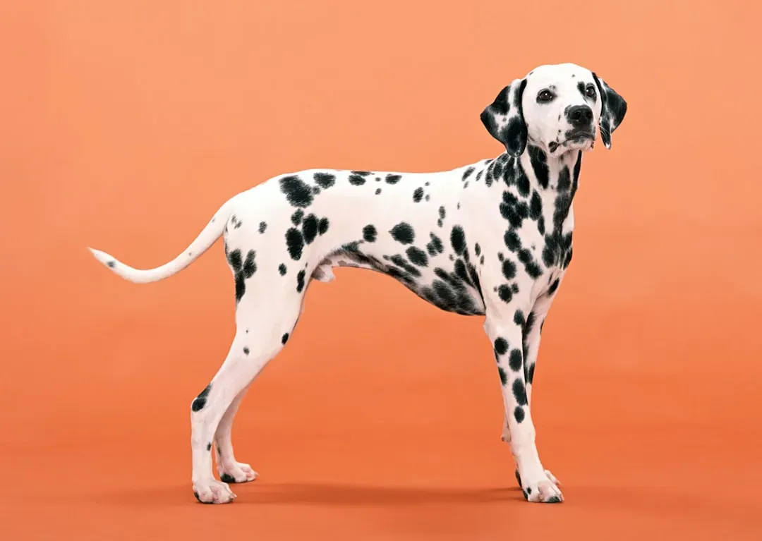 Dalmatian (Image Credits: Unsplash)