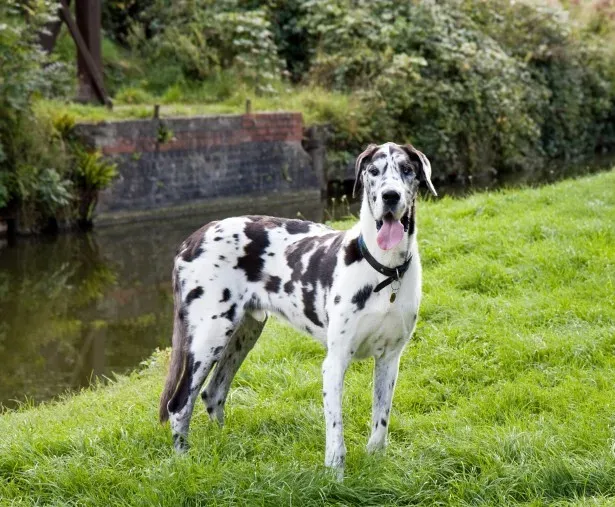 3. Great Dane: The Gentle Giant Who Whispers (Image Credits: Wikimedia)