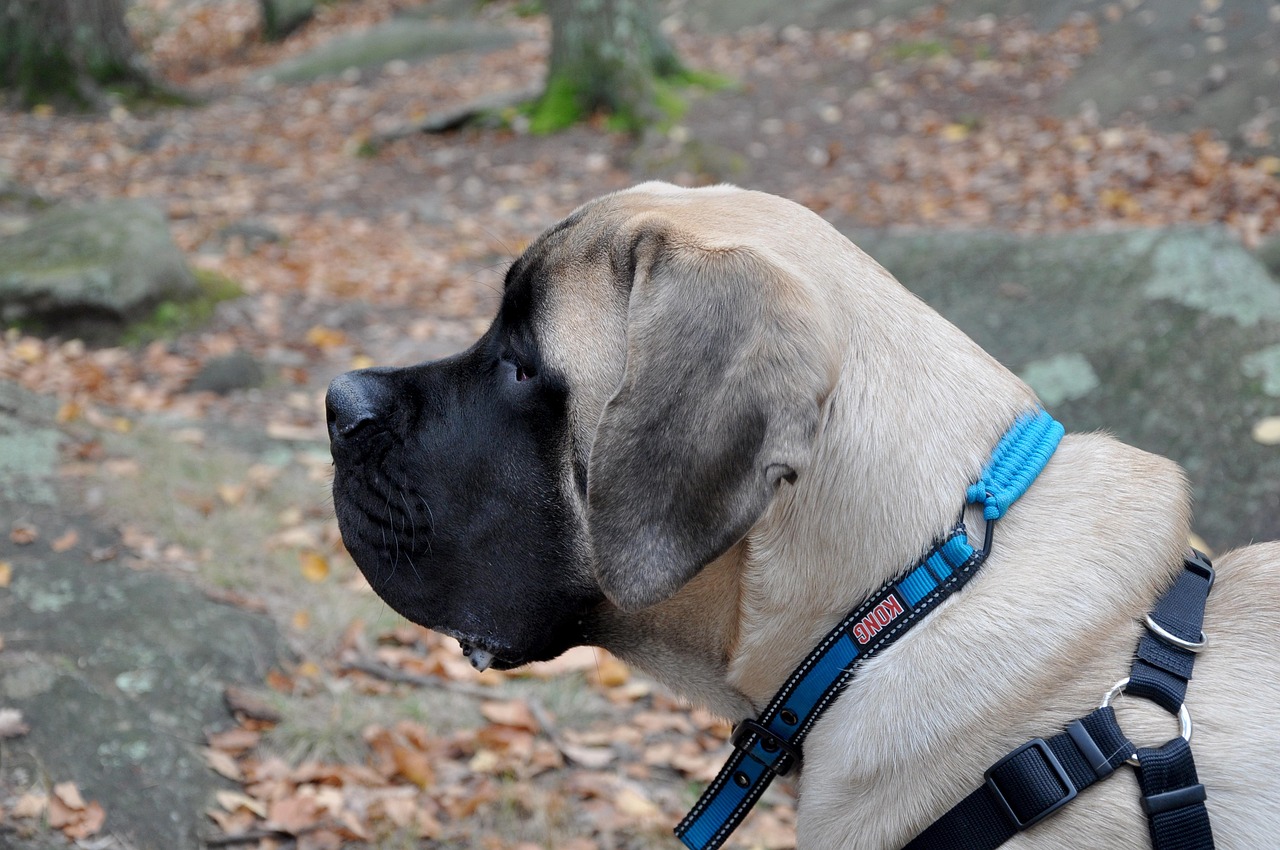 Mastiff: The Gentle Giant Who Takes His Time (Image Credits: Pixabay)