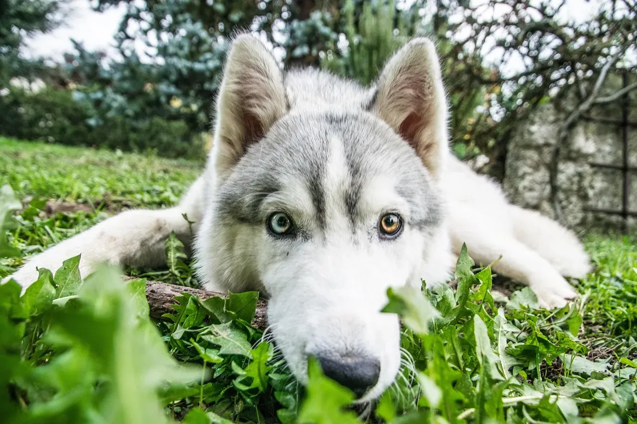 8. Siberian Husky: The Drama Queen Who Talks Back (Image Credits: Pixabay)