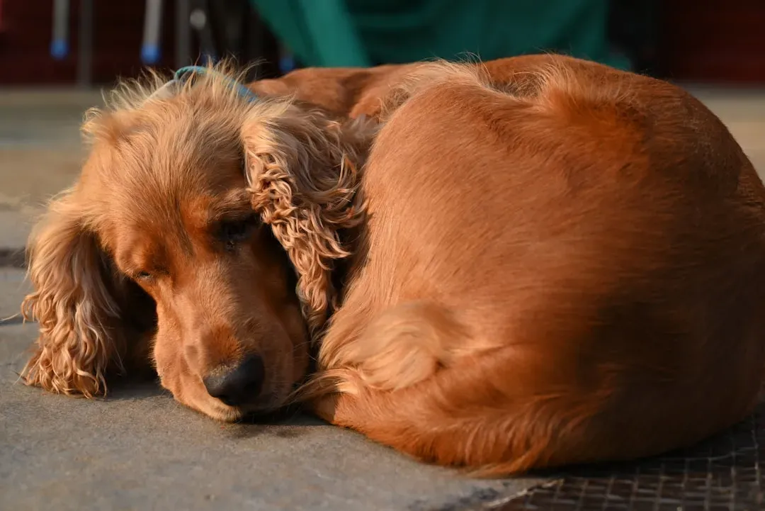Cocker Spaniel (Image Credits: Unsplash)
