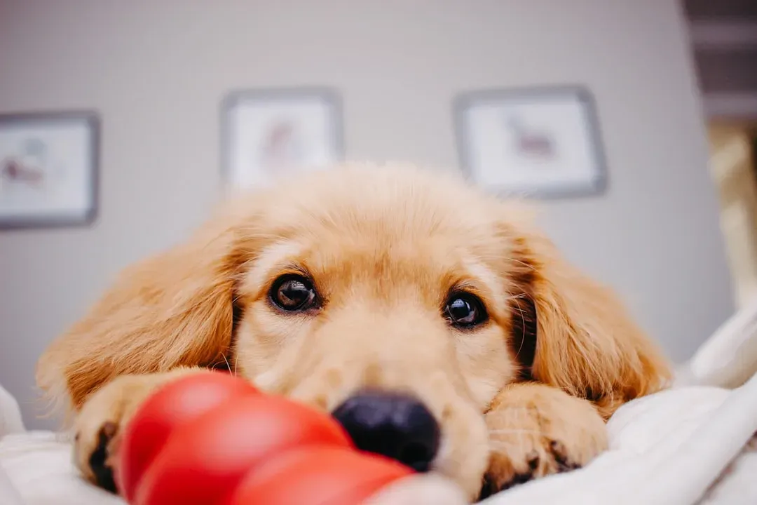 Guarding, Not Begging: How Dogs Use Objects to “Secure” the Night (Image Credits: Unsplash)