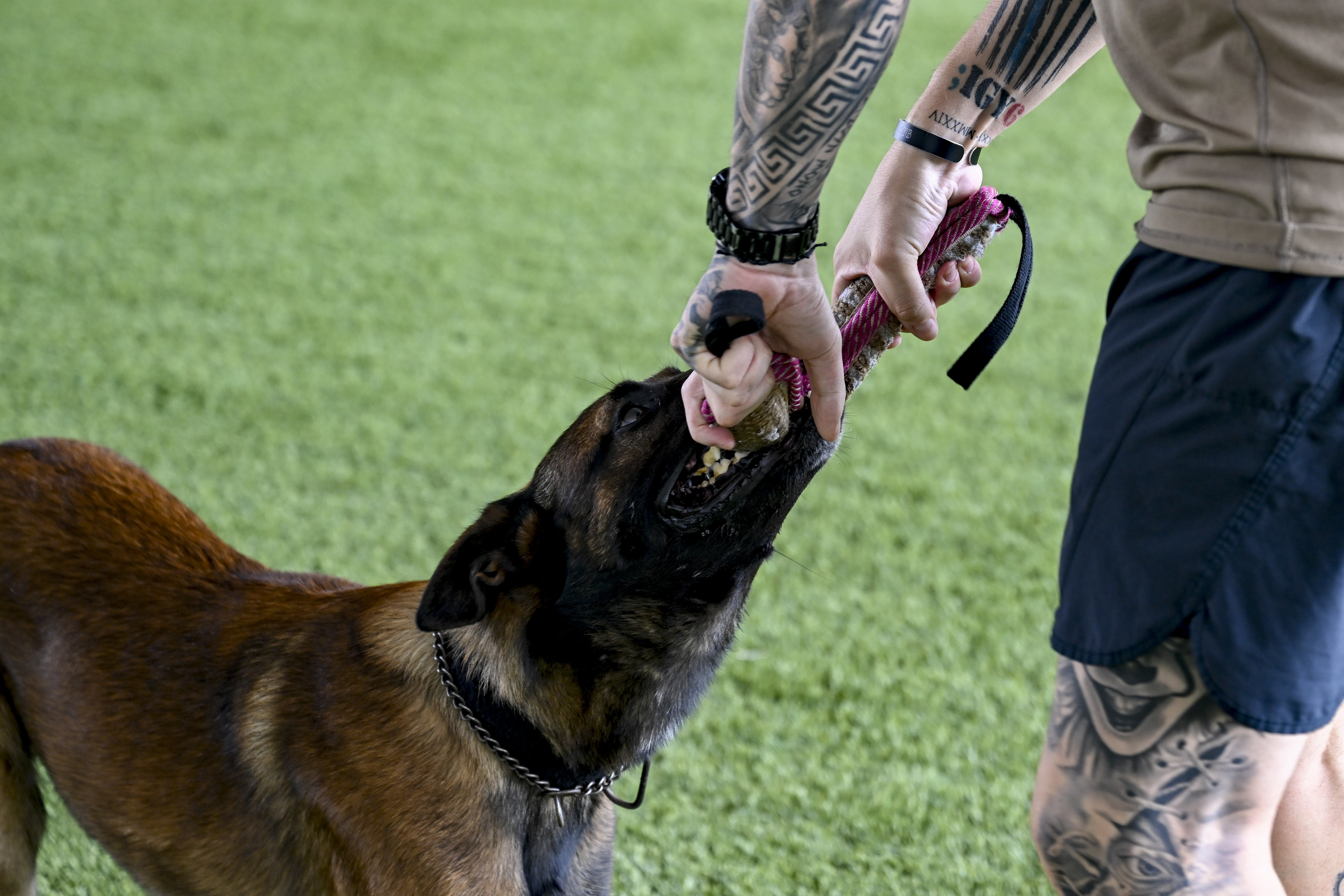 Scorpio Dog Parents: The Intense Protectors (Image Credits: Wikimedia)