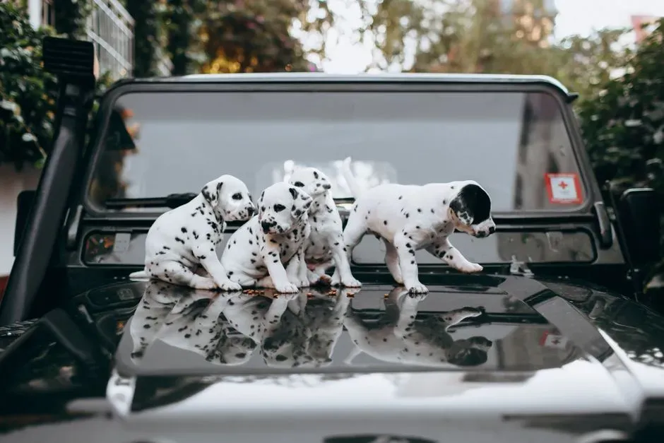 5. “Refusing” to Get Into the Car (Image Credits: Pexels)