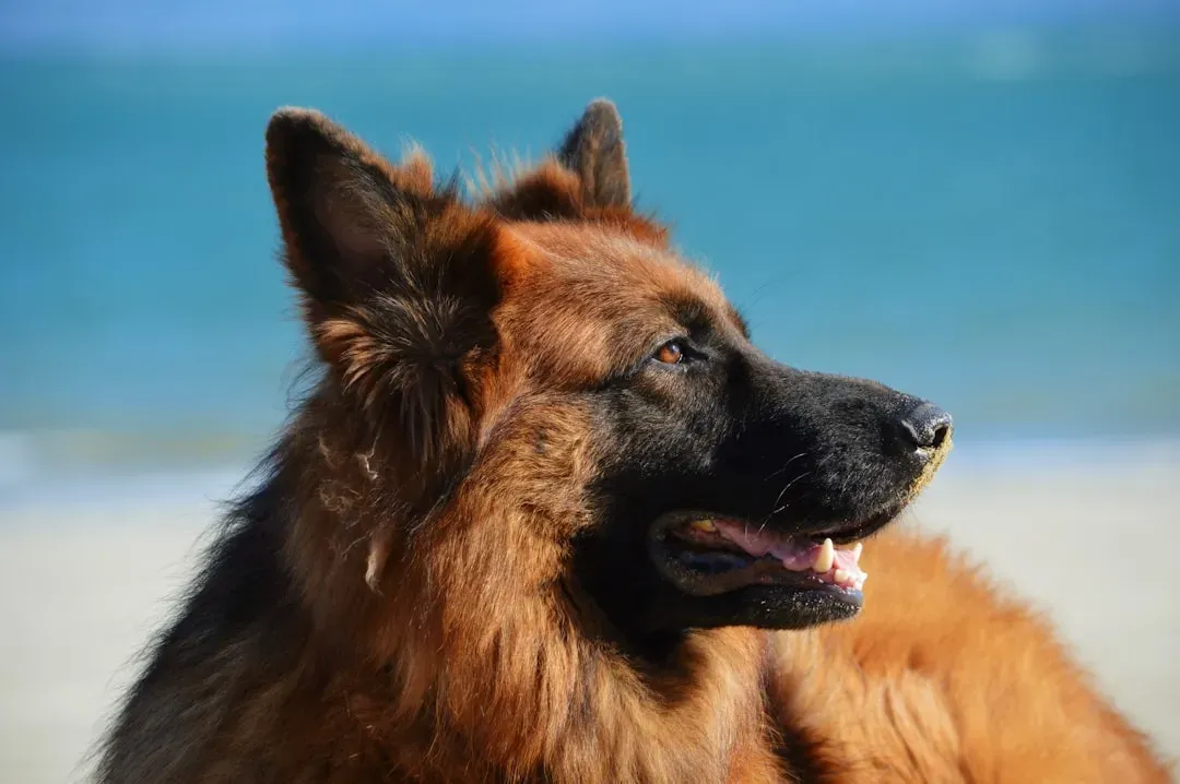 #9 Pisces: The Gentle Soul Who Softens the German Shepherd's Edge (Image Credits: Unsplash)