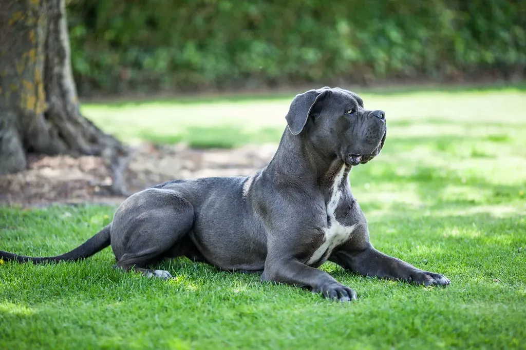 Cane Corso (Image Credits: Flickr)