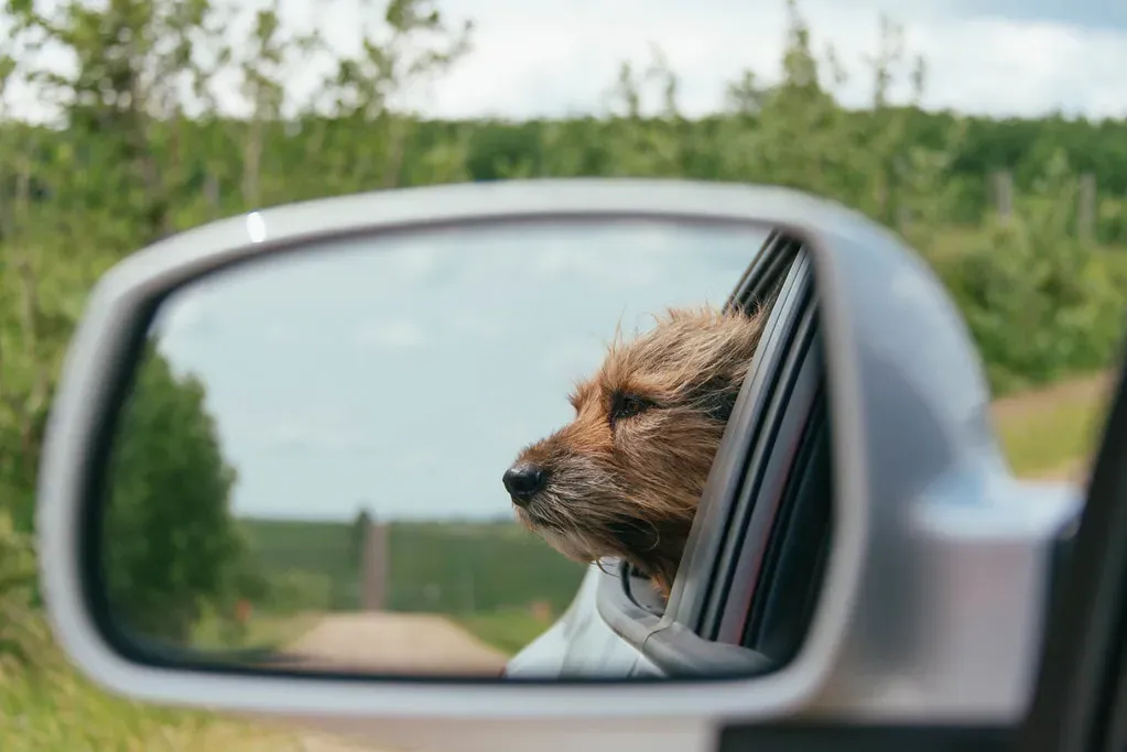 Conclusion: The Dog in the Room Knows (Storm Farm, Flickr, CC BY-SA 2.0)