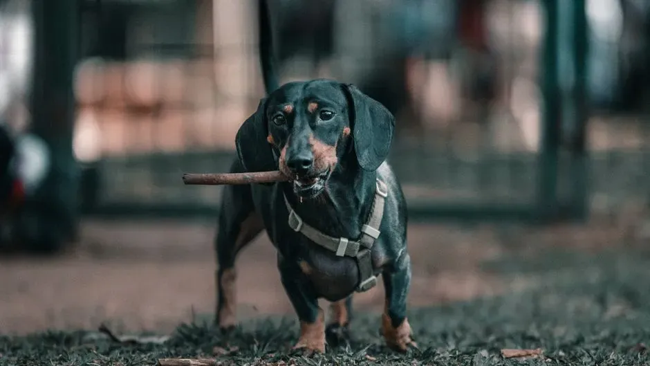 #7 - The Dachshund: Small Body, Massive Determination (Image Credits: Pexels)