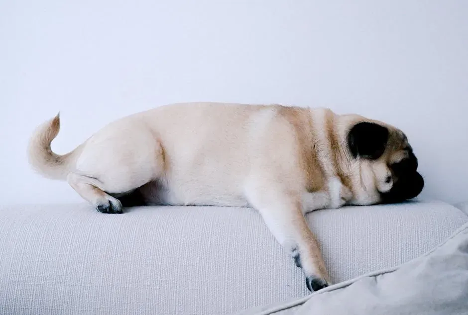 The Pug: Professional Couch Potato With Big Feelings (Image Credits: Pexels)