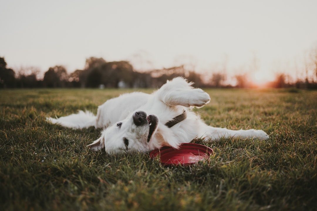 An Irresistible Invitation to Play (Image Credits: Unsplash)