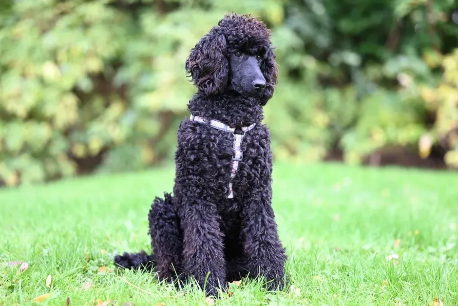 Virgo: The Intelligent Poodle (Image Credits: Pexels)