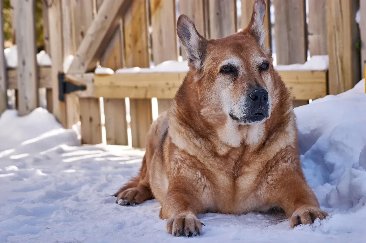 2. Winter-Safe Walks and Mobility Support (Image Credits: Pixabay)