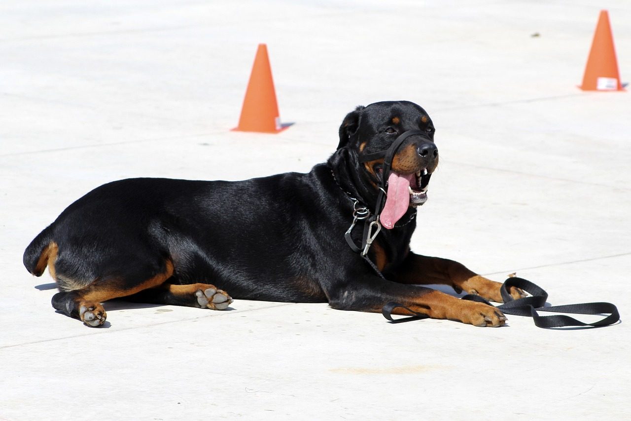 Rottweiler (Image Credits: Pixabay)