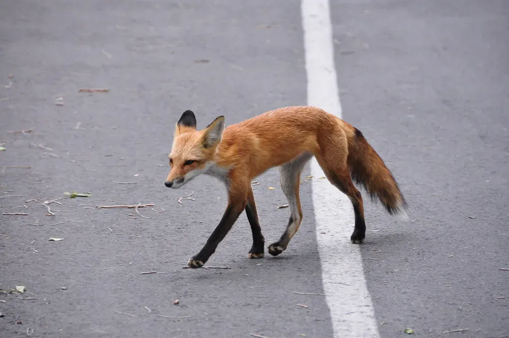 Living With Screaming Foxes: What Dog Lovers Should Know (Image Credits: Flickr)