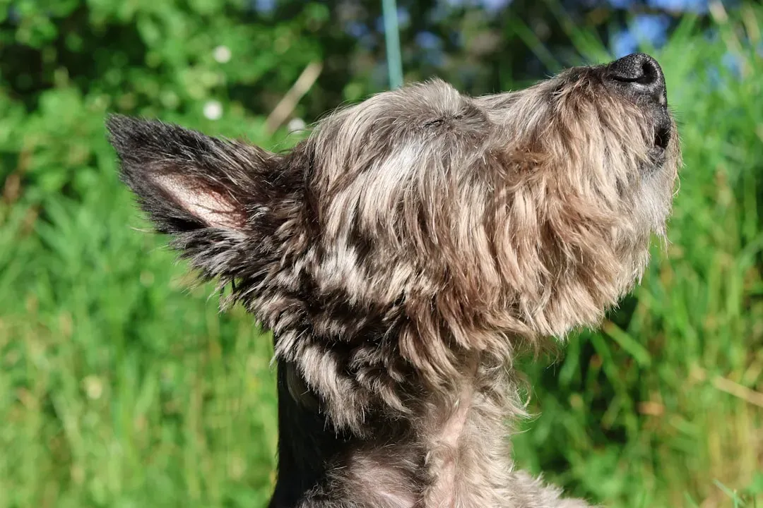 The Keen Senses of Our Canine Companions (Image Credits: Unsplash)