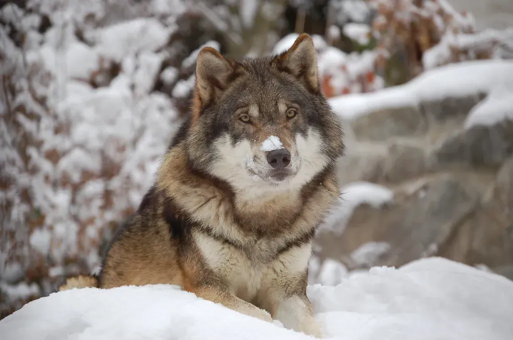 9. Misjudging Wolves As Either Harmless Or Monsters (Caninest, Flickr, CC BY 2.0)