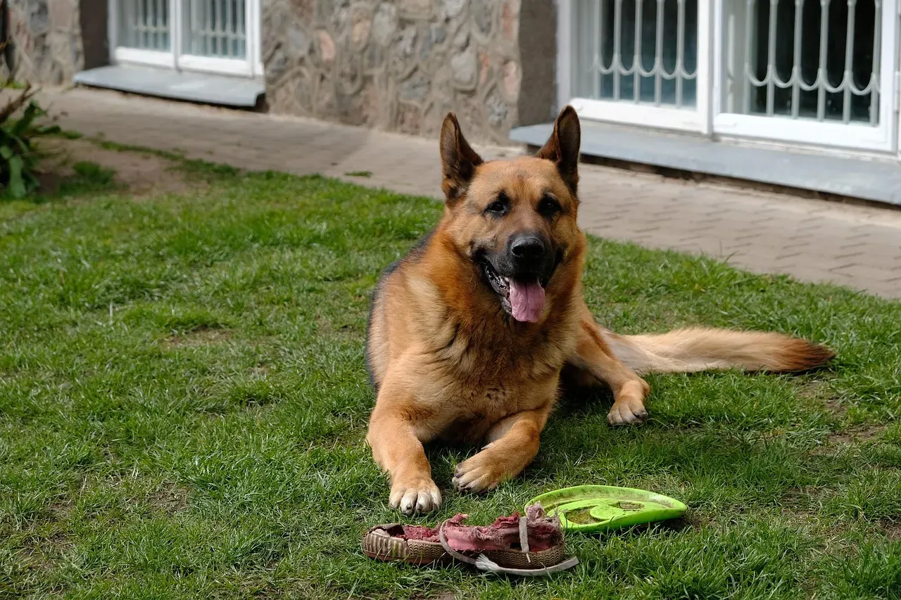 German Shepherds and Loyal Attachments (Image Credits: Pixabay)