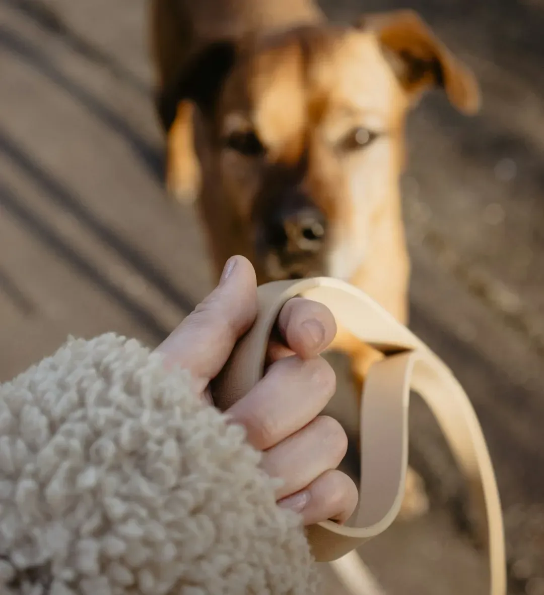#1 - The Animal Doesn't Flinch at the Leash or Crate (Image Credits: Unsplash)