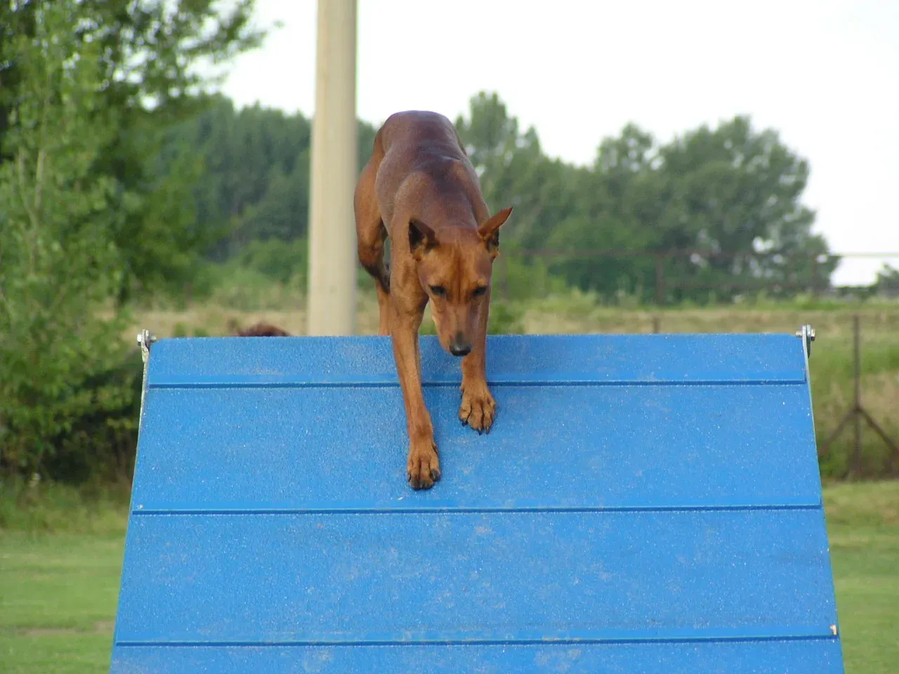 Install Ramps or Pet Stairs for Furniture Access (Image Credits: Wikimedia)